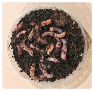 Dendrobena Nr 4 